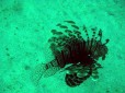 Lionfish... mane meal