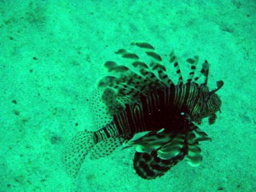 Lionfish... mane meal