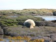 Seal sleeps on rocks, The Farnes Islands