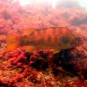 Colourful Wrasse