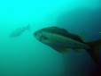 Pollock, photographed off Portland Bill