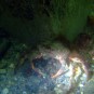 Spider Crab is spotted