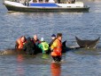 Stranded whale in the Thames with BDMLR volunteers