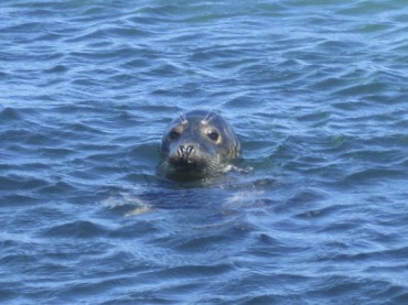 Grey seal in the water. Awww....