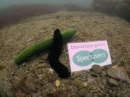 © Annette Millar - BSoUP British Underwater Photography Championship 2011