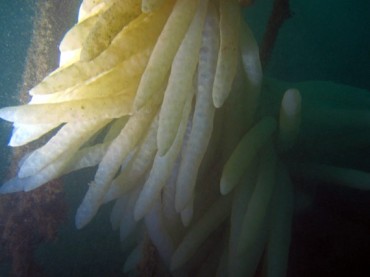 Picture of squid eggs on the landing craft © Martin Rishton