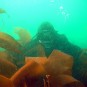 Peering from behind kelp