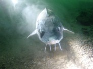 Sturgeon, head-on