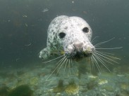 Isle of Man - young seal